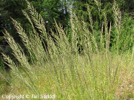 Calamagrostis arundinacea